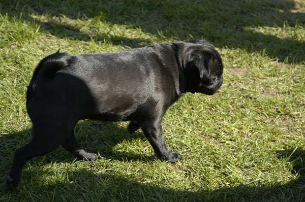 Mops