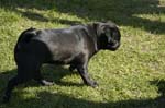 Mops
